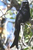 Afrique du Sud - Nature's Valley - Drongo brillant