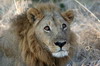 Parc de Moremi (Botswana) - Lion