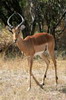 Botswana, Namibie, Zambie - Parc de Susuwe - Impala m�le