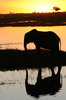 Botswana, Namibie, Zambie - Parc de Chobe Nord - El�phant devant le soleil couchant