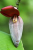 Cuba - Baracoa - Fleur de bananier
