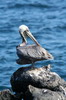Galapagos - Genovesa - P�lican brun adulte
