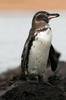 Galapagos - Bartolom� - Manchot des Galapagos