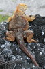 Galapagos - Isabela - Iguane terrestre