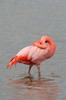 Galapagos - Floreana - Flamant des Cara�bes