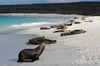 Espanola (Iles Galapagos) - La plage à Bahia Gardner
