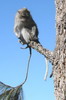 Indon�sie - Campement de Plawangan (Lombok) - Macaque � longue queue