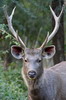 Inde - Parc National de Ranthambore - Cerf sambar m�le