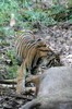 Inde - Parc National de Bandhavgarh - Jeune tigre d�gustant le sambar