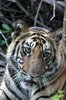 Inde - Parc National de Bandhavgarh - Jeune tigre