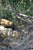Inde - Parc National de Bandhavgarh - Jeune tigre