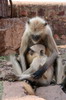 Inde - Fort de Ranthambore - Singes langurs