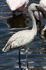Voyage naturaliste au Kenya - Lac Bogoria - Jeune flamant nain