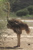 Voyage naturaliste au Kenya - Lac Bogoria - Autruche femelle