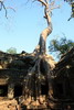 Cambodge - Temple Ta Phrom - Fromager sur le mur d'enceinte