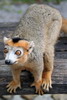 Madagascar - Parc du Palmarium - L�mur couronn� (Eulemur coronatus) m�le