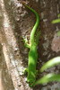 Madagascar - Parc du Palmarium - Gecko (Phelsuma madagascariensis grandis)