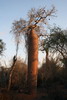 Madagascar - Ifaty - Baobab carotte
