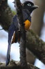 Voyage ornithologique au Panama - Achiote - Trogon de Panama m�le