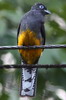 Voyage ornithologique au Panama - Achiote - Trogon de Panama femelle