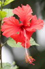 Voyage ornithologique au Panama - Achiote - Fleur d'hibiscus