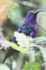 Voyage ornithologique au Panama - Guadalupe - Campylopt�re violet m�le