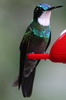 Voyage ornithologique au Panama - Guadalupe - Colibri � ventre ch�tain m�le