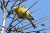 Serin des Canaries (Serinus canaria) - Iles Canaries