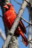 Canada - Montr�al - Cardinal rouge