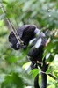 Yucatan Black Howler (Alouatta pigra) - Mexico