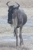 Blue Wildebeest (Connochaetes taurinus) - Tanzania