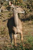 Greater Kudu (Tragelaphus strepsiceros) - Botswana