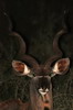 Greater Kudu (Tragelaphus strepsiceros) - South Africa
