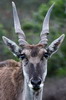Eland du Cap (Taurotragus oryx) - Afrique du Sud