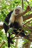 Capucin moine (Cebus capucinus) - Costa-Rica