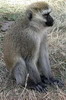 Vervet Monkey (Chlorocebus pygerythrus) - Tanzania