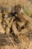 Chacma Baboon (Papio ursinus) - Botswana