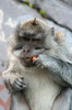 Crab-eating Macaque (Macaca fascicularis) - Indonesia