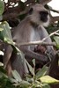 Langur Hanuman (Semnopithecus entellus) - Inde
