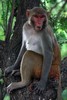Rhesus Macaque (Macaca mulatta) - India