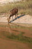 Chital Deer (Axis axis) - India