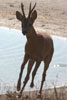 European Roe Deer (Capreolus capreolus) - France