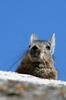 Northern Viscacha (Lagidium peruanum) - Peru