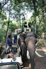 Asian Elephant (Elephas maximus) - India