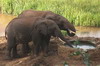 African Bush Elephant (Loxodonta africana) - Kenya