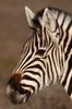 Plains Zebra (Equus quagga) - South Africa