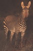 Moutain Zebra (Equus zebra) - South Africa