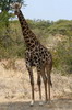 Giraffe (Giraffa camelopardalis) - Botswana