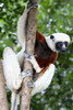 Coquerel's Sifaka (Propithecus coquereli) - Madagascar