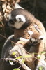 Ring-tailed Lemur (Lemur catta) - Madagascar